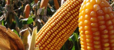 Glifosato seguirá importándose a México hasta que haya sustituto: AMLO