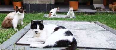 PETA reconoce a AMLO por proteger a gatos en Palacio Nacional