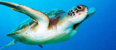 Piden ONG’s que México proteja a tortuga caguama antes de que lluevan embargos