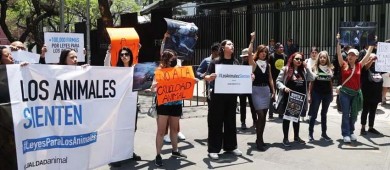 Activistas exigen sanción contra senador que promovió sacrificio de gallina en Senado