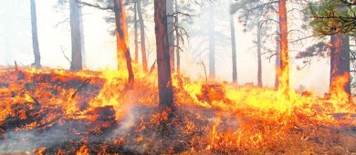 Reportan 141 incendios forestales en México en plena onda de calor