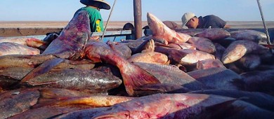 Informa UNODC sobre infiltración del crimen organizado en pesquerías y tráfico de Totoaba