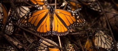 México, EU y Canadá implementarán medias urgentes para proteger a la mariposa Monarca