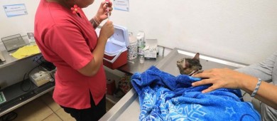Se suma UABCS a Jornada Nacional de Vacunación Antirrábica Canina y Felina 2024