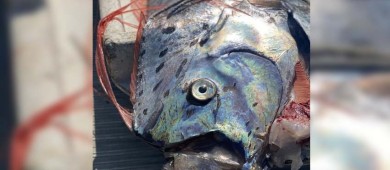 Localizan enorme "pez terremoto" en playas de Los Cabos