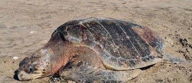 Operativo fallido en el Golfo de Ulloa, BCS, para proteger a la tortuga caguama