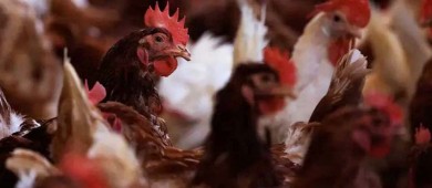 OMS confirma muerte de primer humano infectado por gripe aviar AH5N2 en México