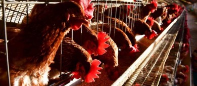 Secretario de Salud niega que mexicano haya muerto por gripe aviar H5N2