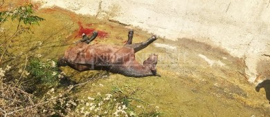 ¿Dónde está el dueño?: rescatan a caballo de canal pluvial en Cabo San Lucas