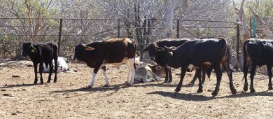 Trabaja SEPADA en la campaña contra la Garrapata Boophilus