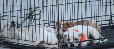 Celebran con éxito la Segunda Feria de Adopciones en el Ayuntamiento de La Paz