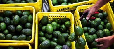 AMLO pedirá a Bárcena acercarse a EU para resolver conflicto por aguacate: 'No habrá pleito'