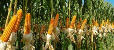 'Sin Maíz, No Hay País' demanda a Sheinbaum compromiso con la agricultura sostenible