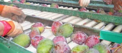 EU pretende reanudar inspección de aguacates de Michoacán "lo más rápido posible"