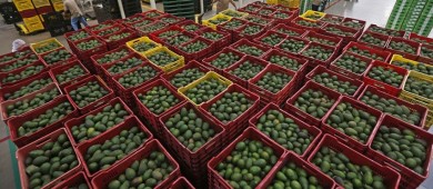 Michoacán alista reinicio de exportación de aguacate y mango a EE.UU.