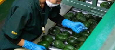 Implementan modelo de seguridad para inspectores estadounidenses de mango y aguacate en Michoacán