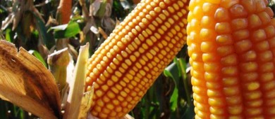 Activistas piden a panel del TMEC que defienda maíces nativos de México ante el transgénico