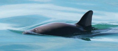 Órgano del T-MEC abre investigación contra México por declive de vaquita marina