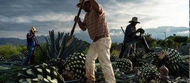 Cofece castiga con más de 4 mdp al Consejo Mexicano Regulador de la Calidad del Mezcal