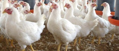 Sader declara el fin de la emergencia sanitaria por gripe aviar en México