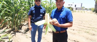 UABCS implementa innovador proyecto de agricultura orgánica en su campo agrícola
