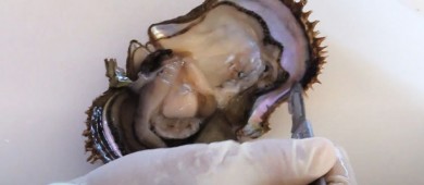 Importancia cultural, social y económica de concha nácar y madre perla en La Paz