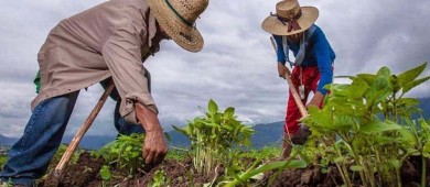 Organizaciones campesinas piden a Sheinbaum trabajar por la soberanía alimentaria