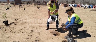 Plantan más de 130 árboles en la subdelegación de Elías Calles