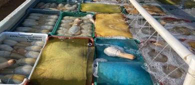 MARINA en coordinación con CONAPESCA retienen de forma precautoria de 6.318 toneladas de almeja generosa