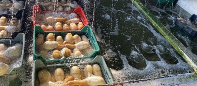 MARINA en coordinación con CONAPESCA retienen de forma precautoria de 6.318 toneladas de almeja generosa