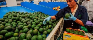 CCE destaca que la agroindustria genera hasta el 6% del PIB de México