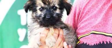 Invita CEMAC a la jornada de adopción de perritos en la explanada de Palacio Municipal