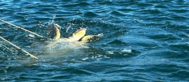 Marina en coordinación con la CONAPESCA contribuyen con la preservación de especies marinas en veda y en peligro de extinción en BCS