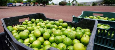 Gobierno de Michoacán toma control de tianguis limonero