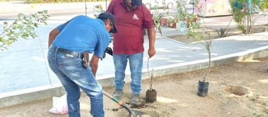 Reforesta servicios públicos municipales el parque Morelos