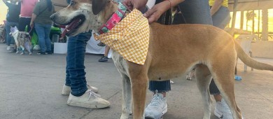 Realizará CEMAC jornada de adopciones en la explanada del Ayuntamiento La Paz