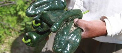 Agricultura garantiza abasto de chile poblano previo a fiestas patrias