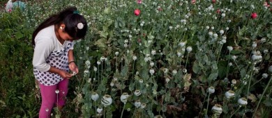 EE.UU. alerta de niños en México involucrados en cosecha de sustancias para hacer drogas