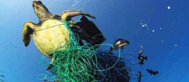 EU sanciona a México por pesca ilegal y prácticas dañinas, informa ONG