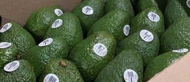 EU cede a la Secretaría de Agricultura la certificación del aguacate que México le exporta