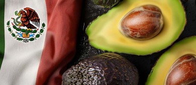 EU cede a la Secretaría de Agricultura la certificación del aguacate que México le exporta