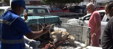 Rescatan a 24 perros en condiciones deplorables tras meses de abandono de La Paz