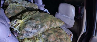 Elementos de la Armada de México aseguran 480 kg de almeja chocolata que está en veda temporal