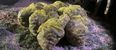 Elementos de la Armada de México aseguran 480 kg de almeja chocolata que está en veda temporal