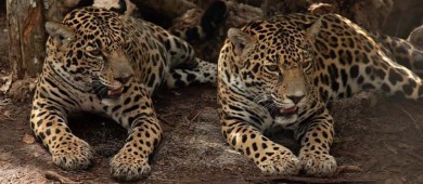 Avances del Tercer Censo Nacional del Jaguar, arroja resultados muy alentadores