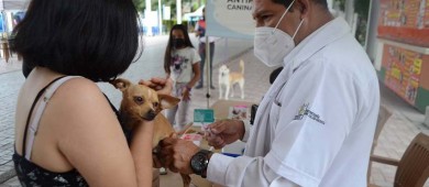 México mantiene certificación como país libre de rabia