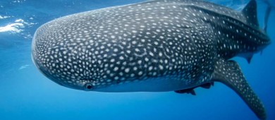 Calentamiento del océano incrementa amenazas para tiburones ballena por colisiones con barcos