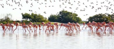 Caen 73% poblaciones de la vida silvestre; señala informe