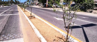 Servicios Públicos La Paz realiza trabajos de reforestación en El Pescadero