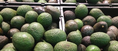 Impulsan certificación de aguacate michoacano contra la deforestación
